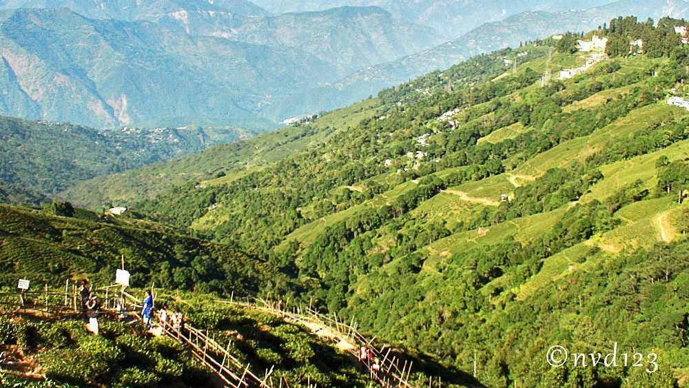 Tea Garden