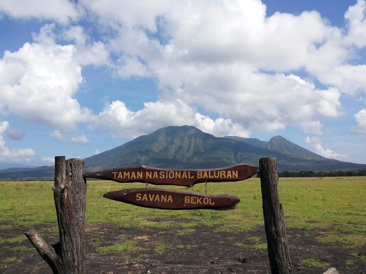 Savanna Field