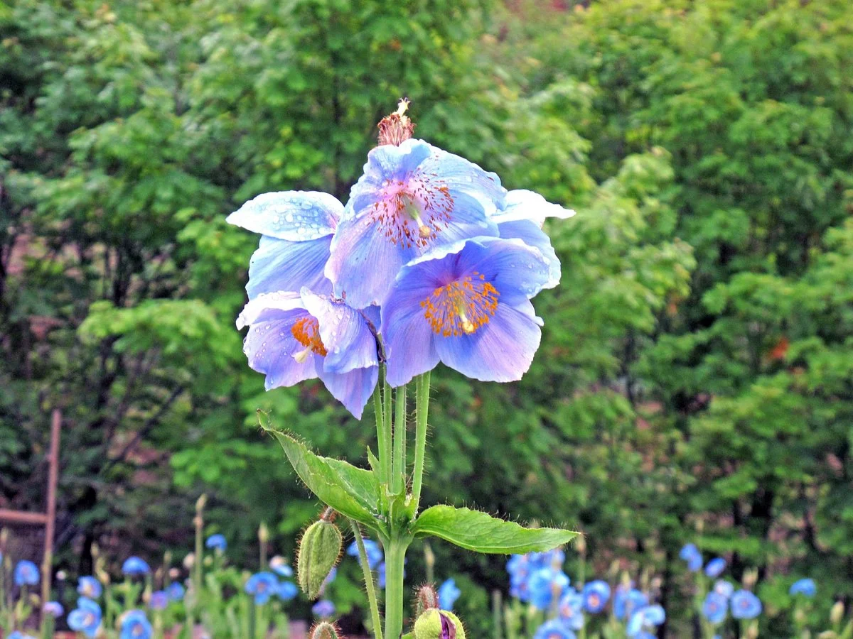 Blue Opium Poppy of Nakamura Farm