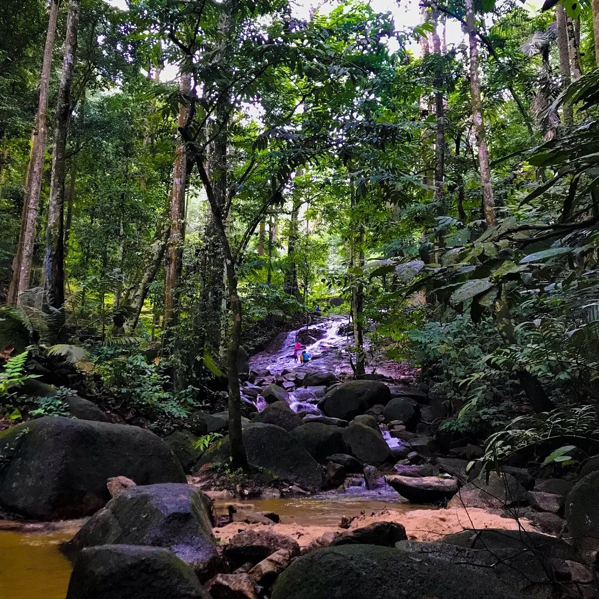 FRIM -Forest Research Institute of Malaysia