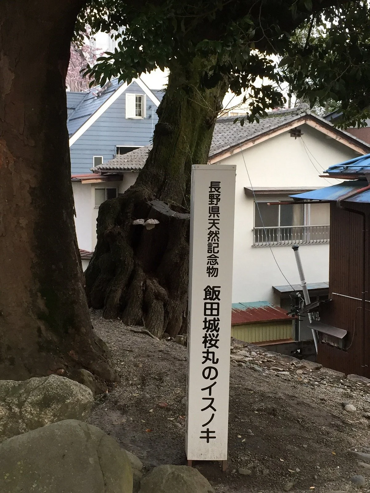 Isunoki Tree of Iida Castle Sakuramaru