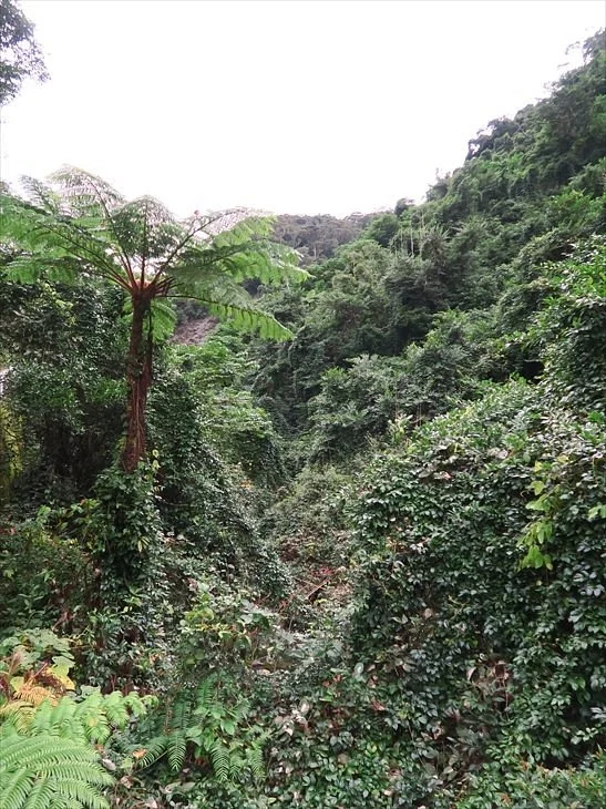 Modama Habitat