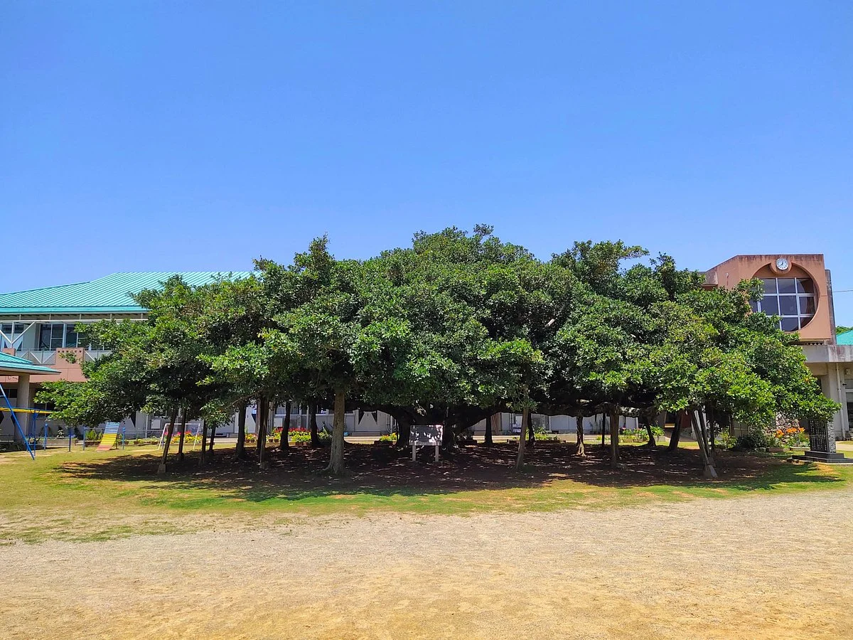 Nihonichi no Gajumaru