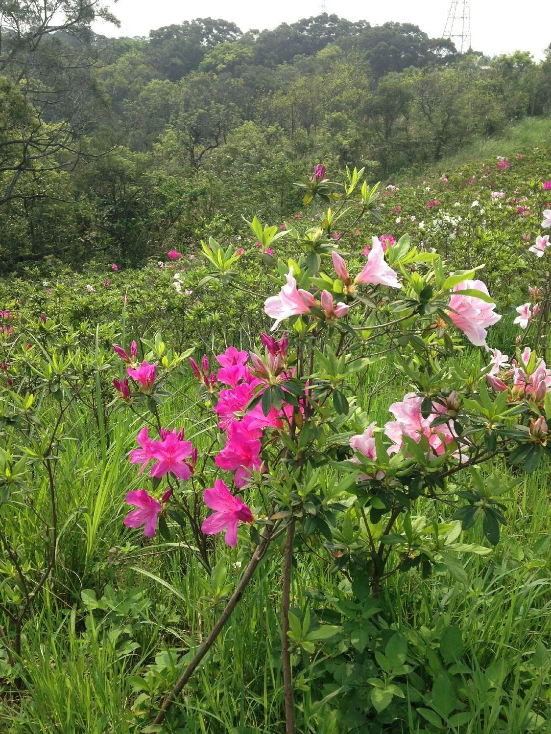 19 Hectares Grassland