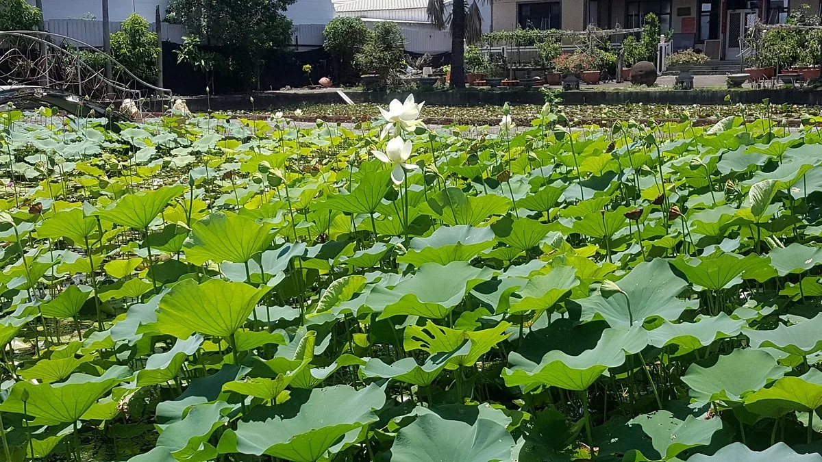 Lotus World