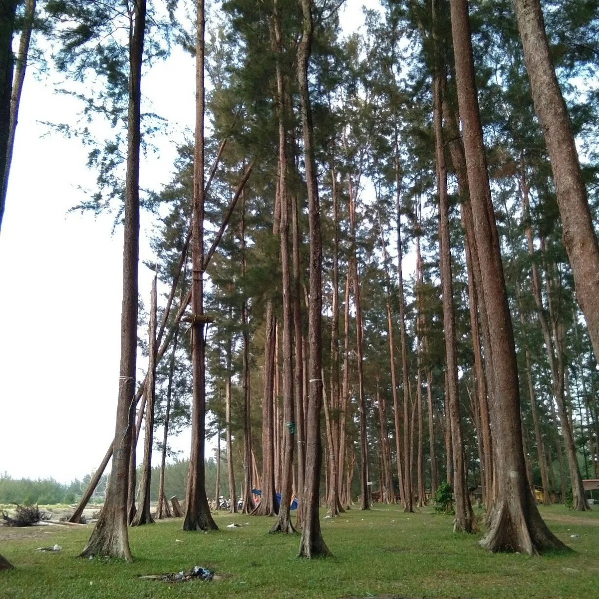 Tanah Merah Beach