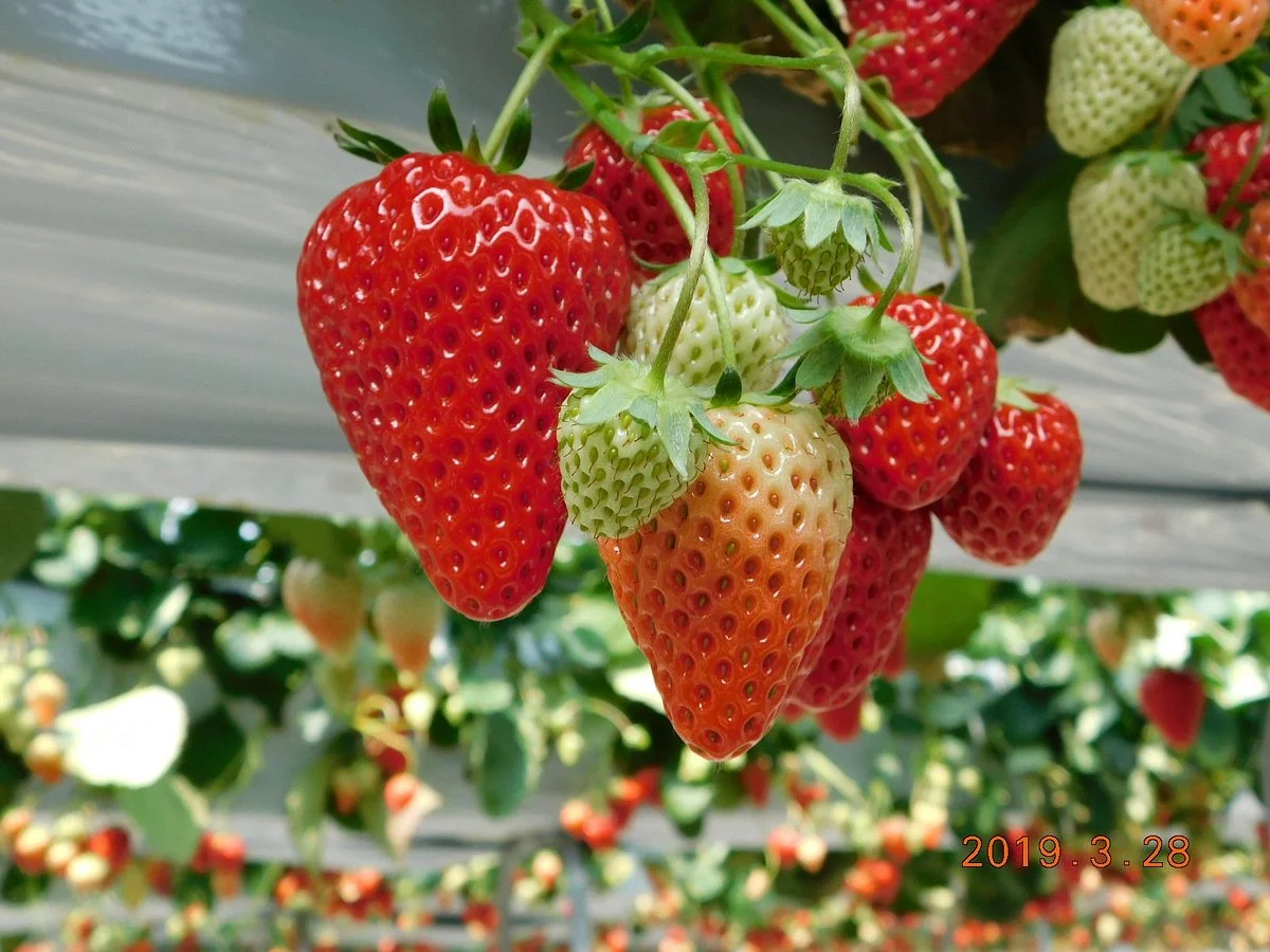 Shimamuraya Kumagaya Strawberry Farm