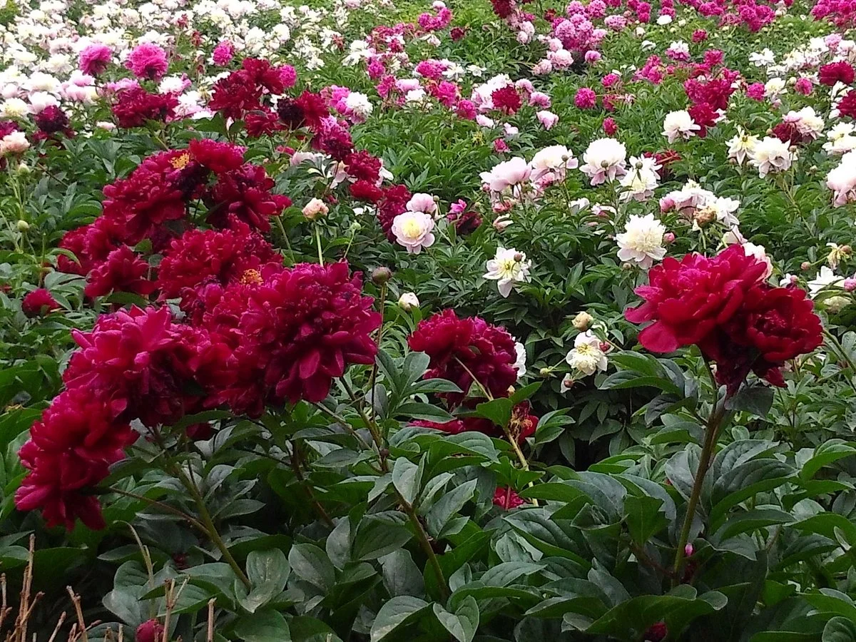 Heze Caozhou Peony Park
