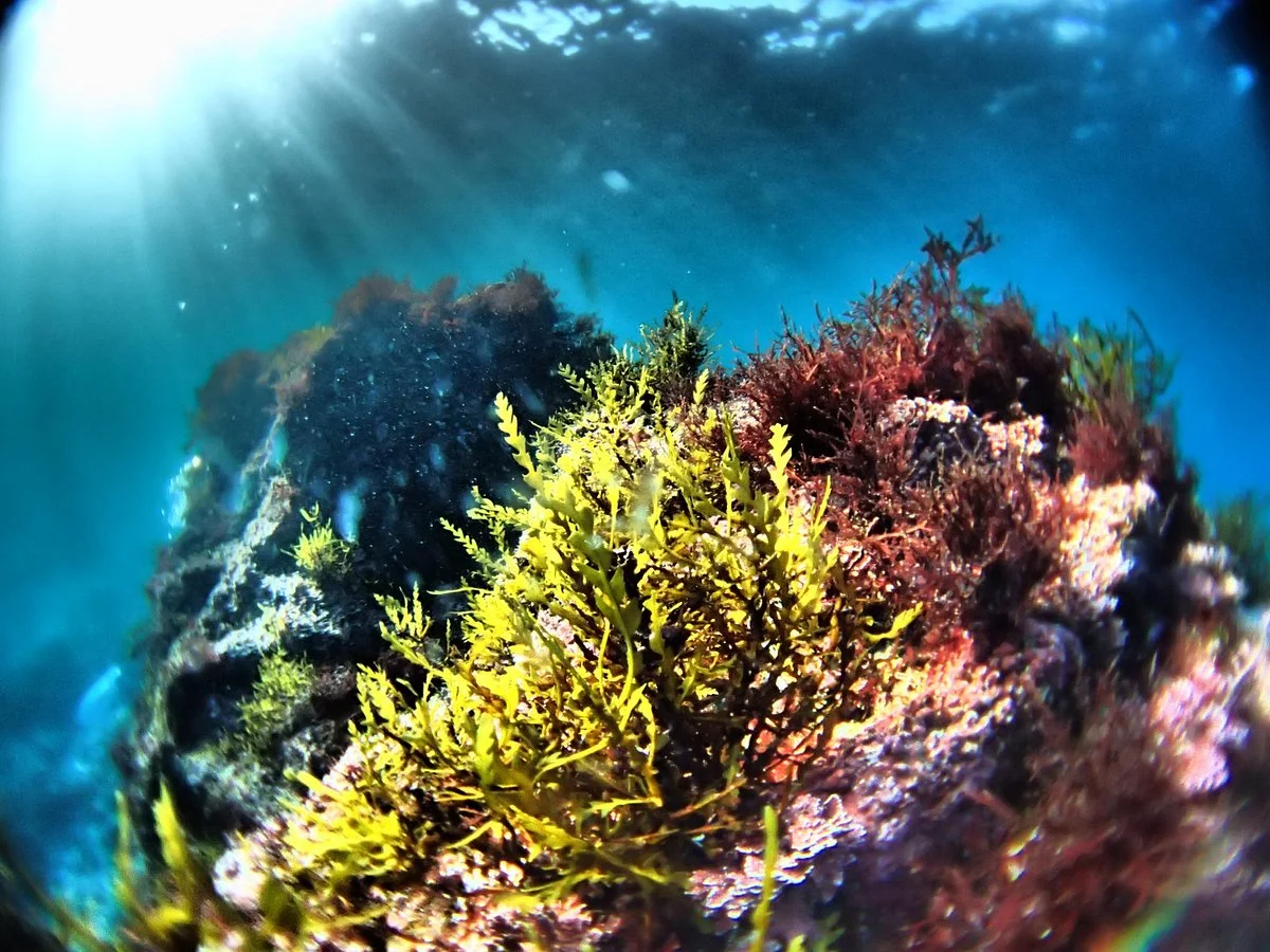 Izu Oceanic Park Diving Center - I.O.P.