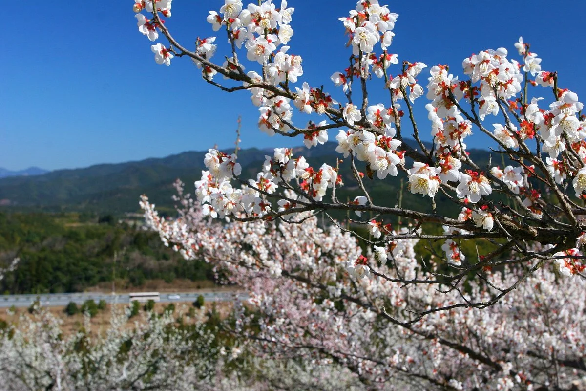 Michi-no-Eki Nishiki