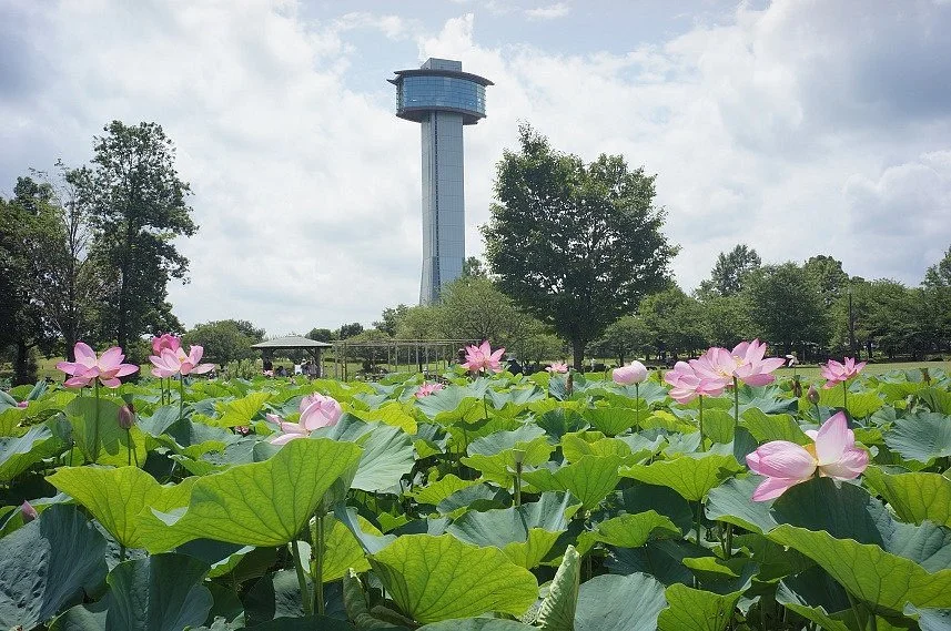Kodai Hasunosato