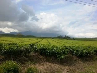Kayu Aro Tea Plantation