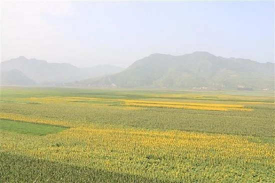 Mulan Paddock