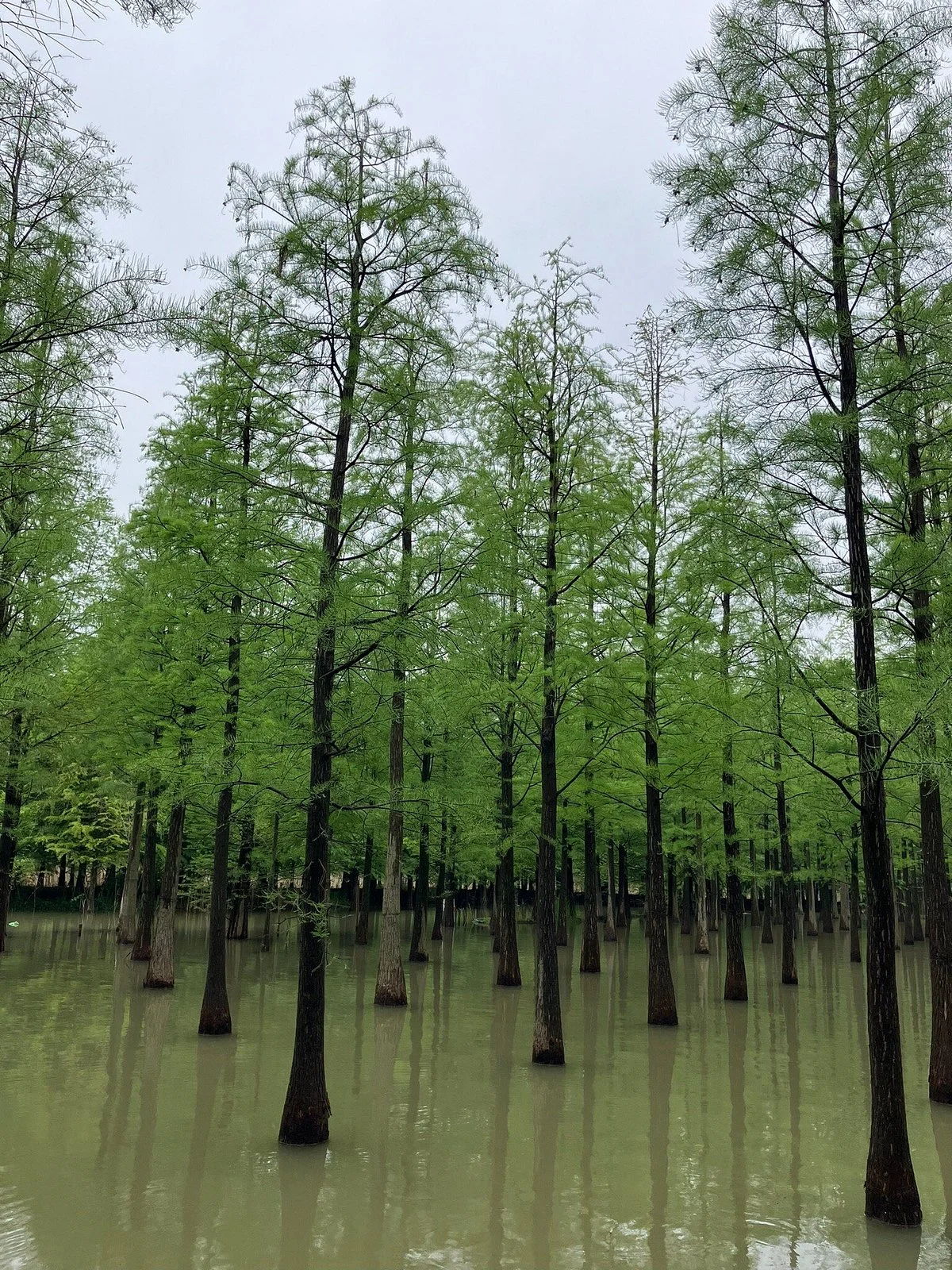 Hongze Lake Wetland