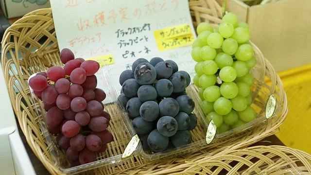 Sakamoto Vineyard