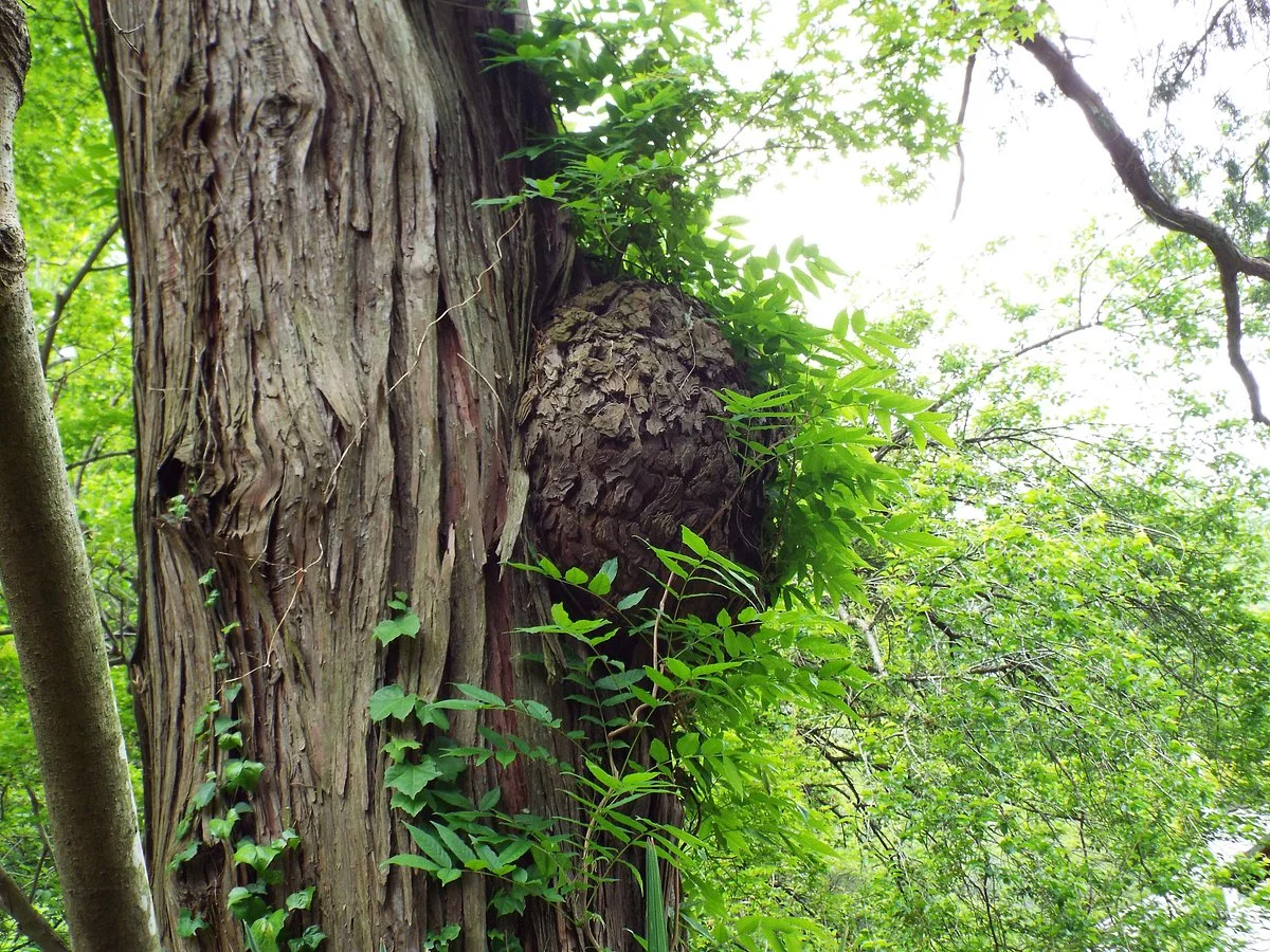 Old Tree Itohiba