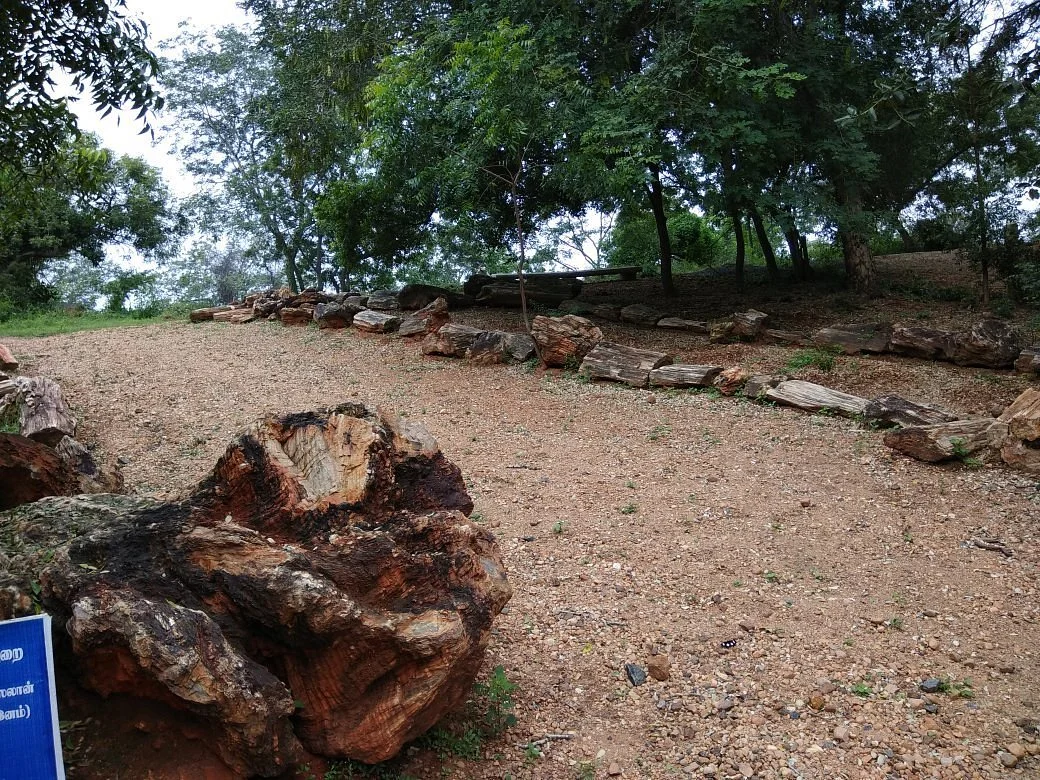 National Fossil Wood Park