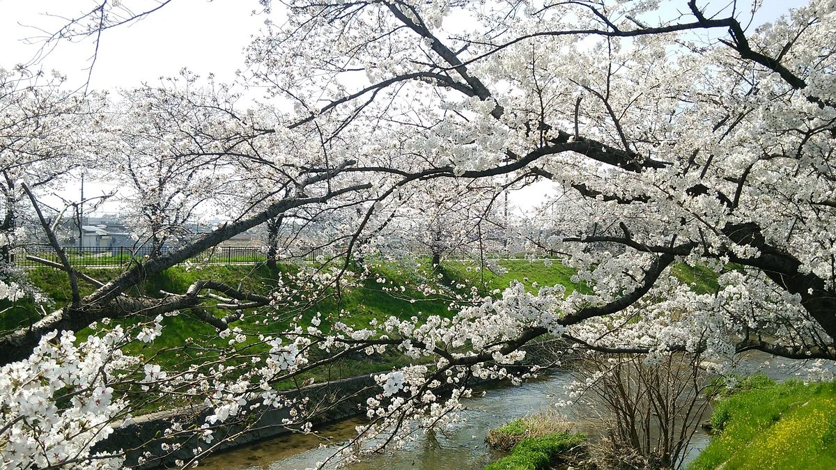 Saho River