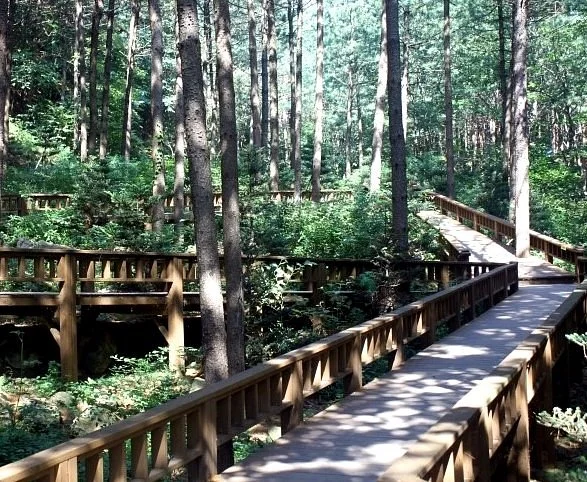 Saneum Natural Recreation Forest