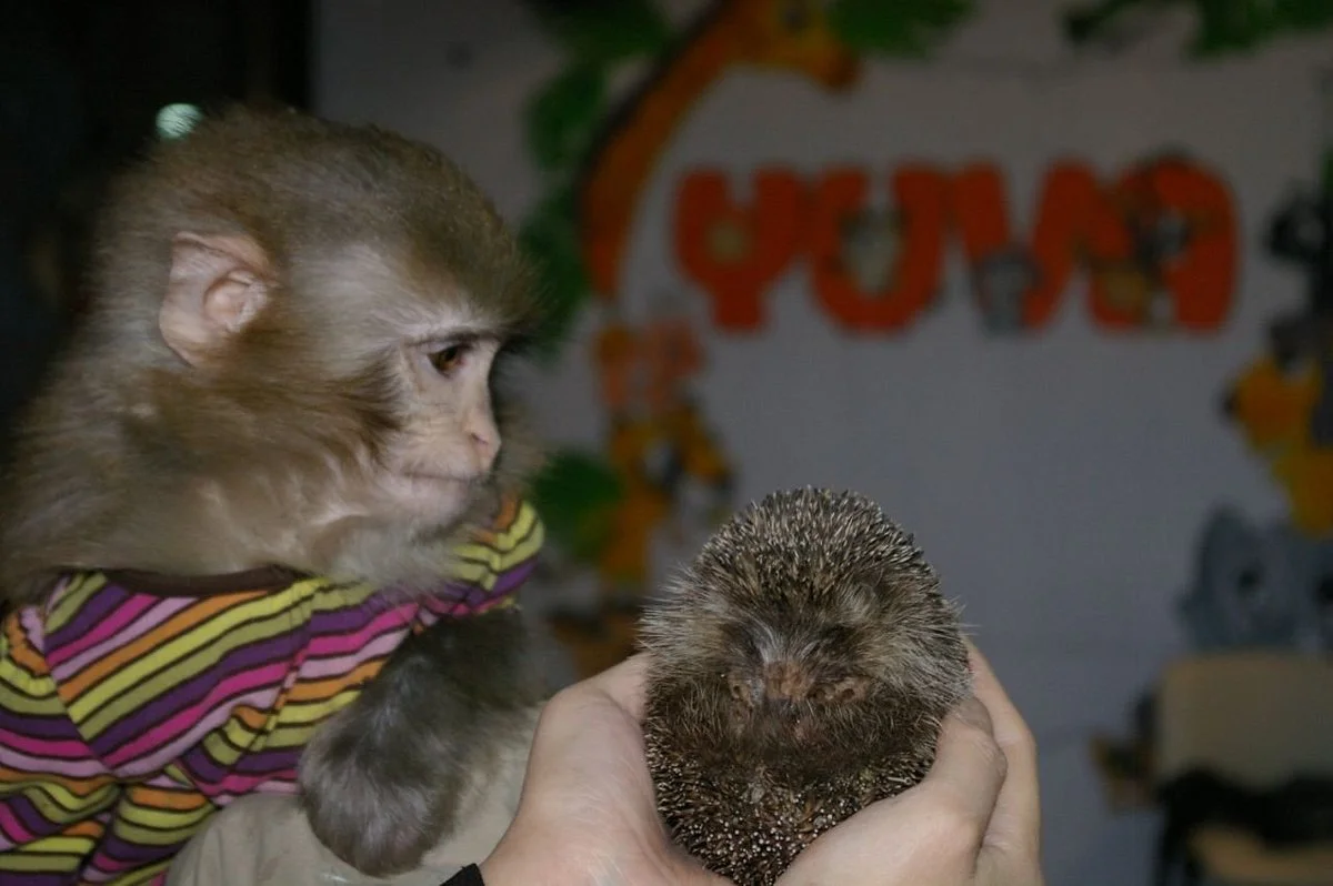 Yuva Zoo