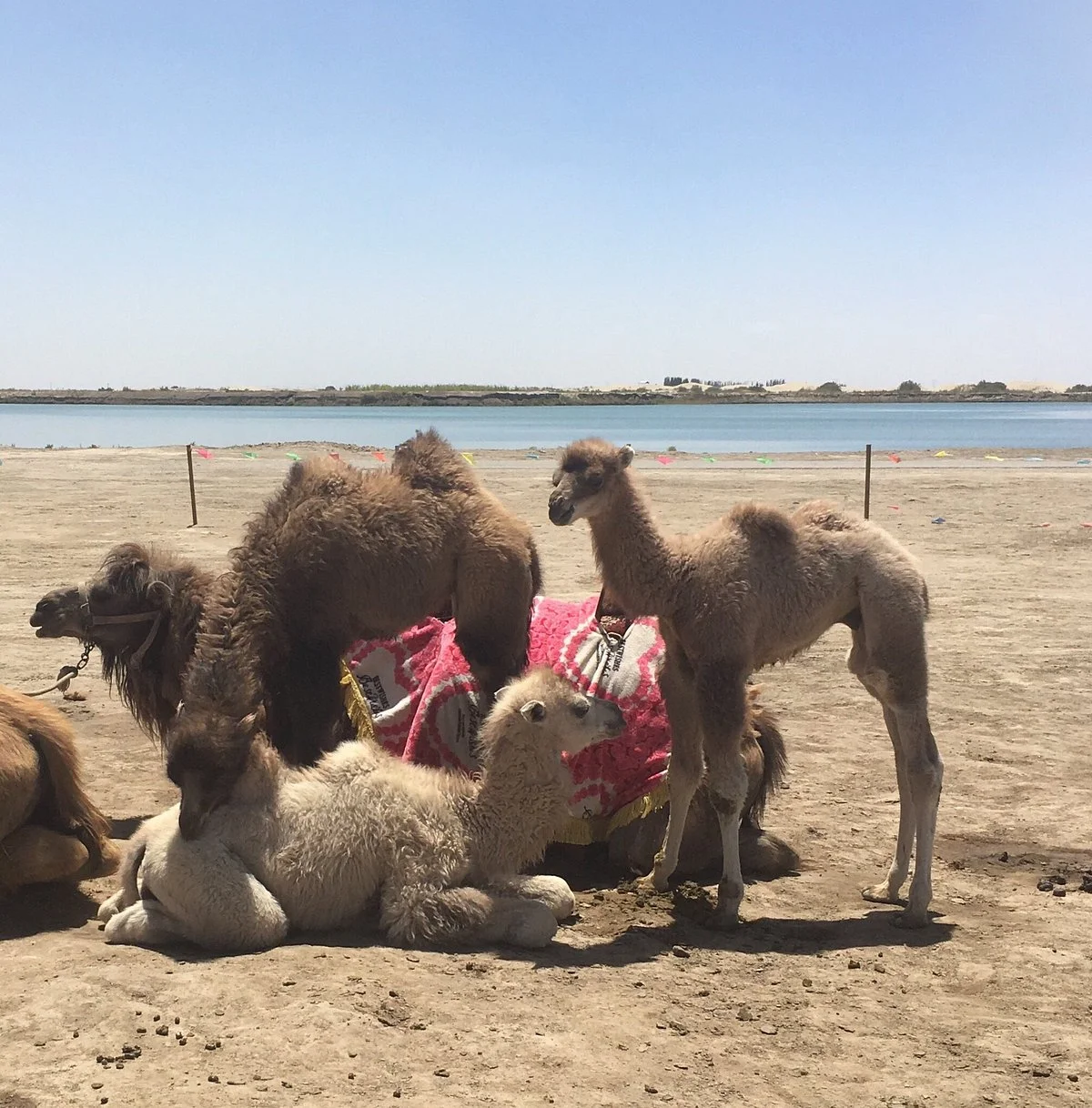 Dawakun Desert