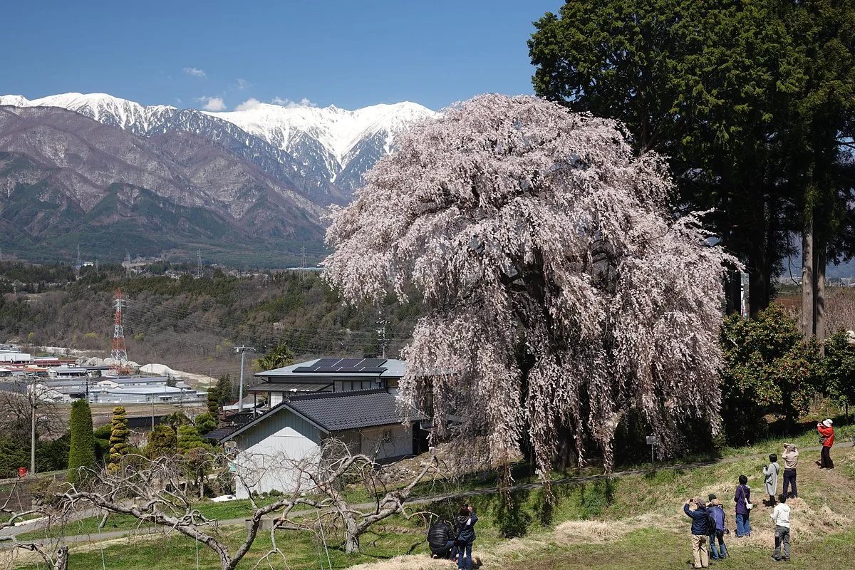 Kise No Shidare Sakura