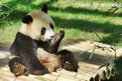 Dalian Forest Zoo
