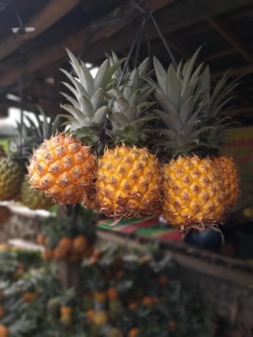 Nanas Madu Pemalang