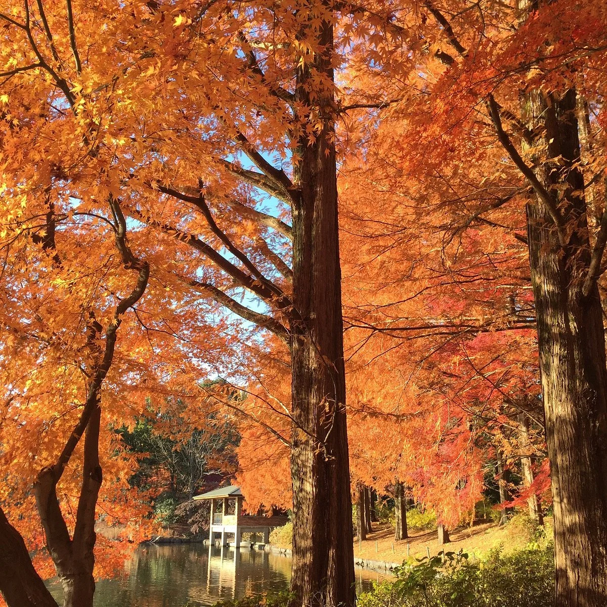 Tochigiken Chuo Park