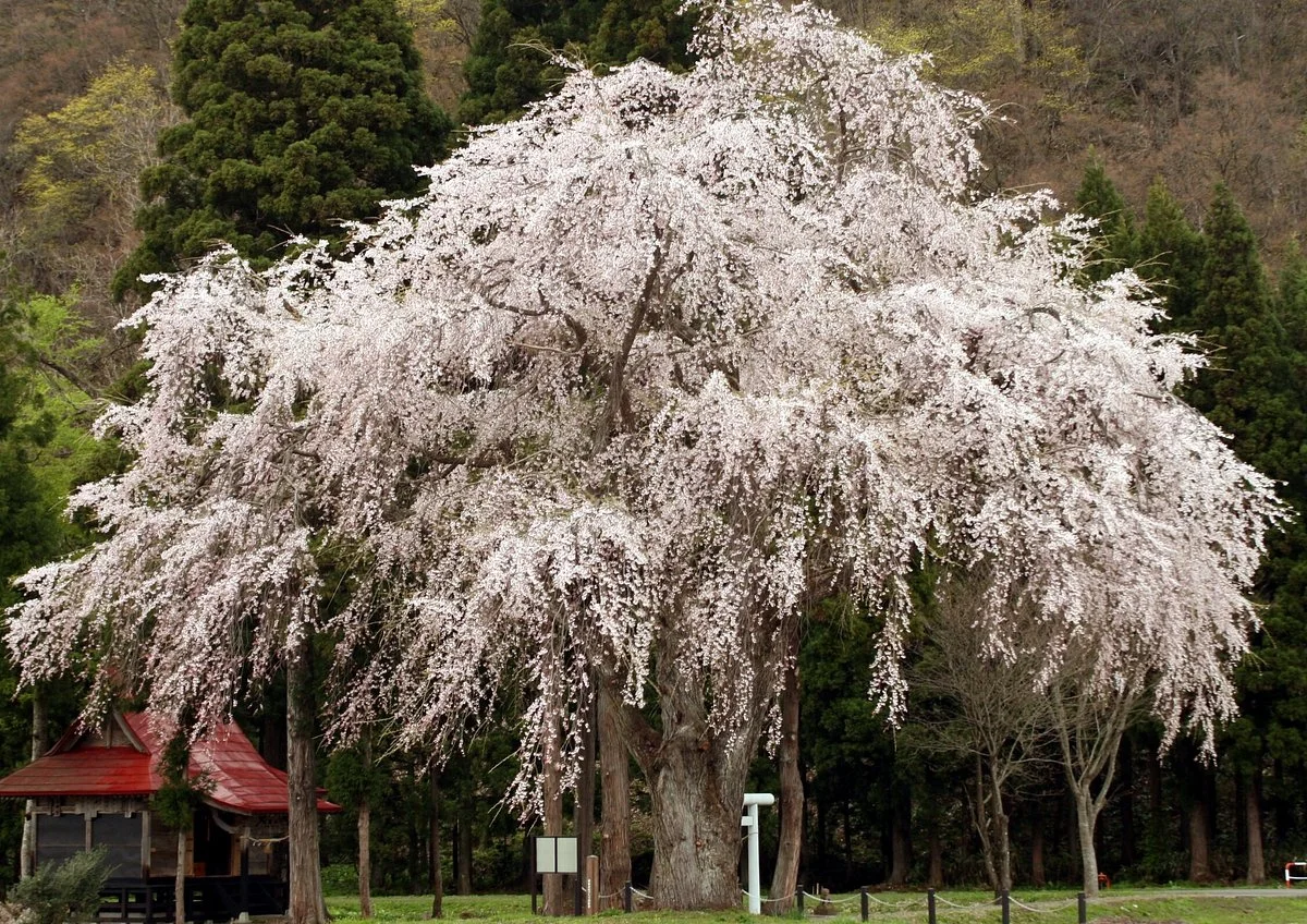 Weeping Cherry Tree of Oshira-sama
