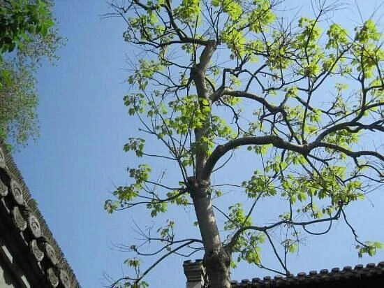 Arhat Temple of Suzhou