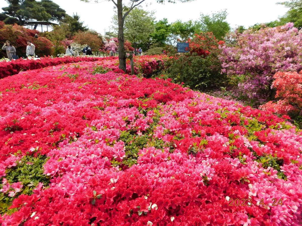 Tatebayashi Azalea Matsuri
