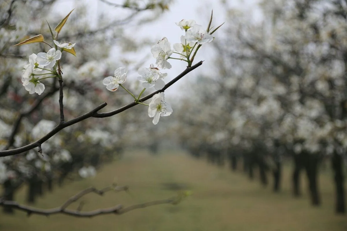 Pear Garden