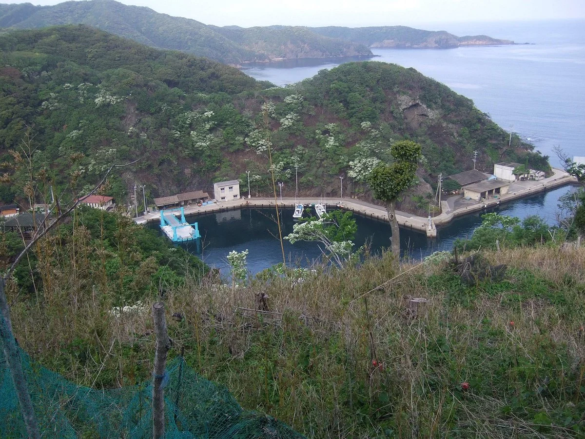 Uniura Chionanthus Retusus Habitat