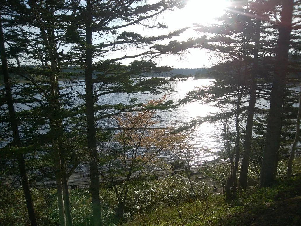 Kamuito Swamp