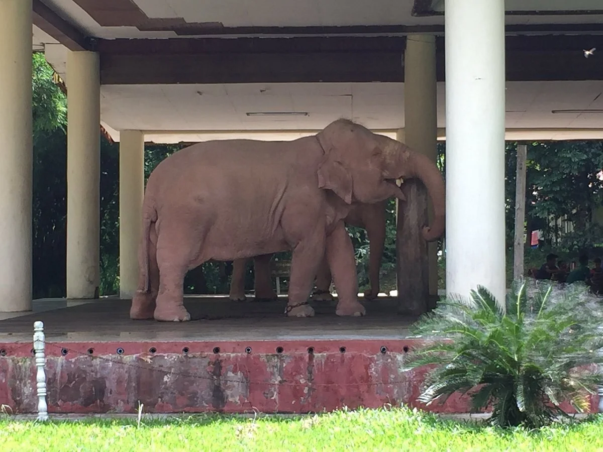 White Elephants