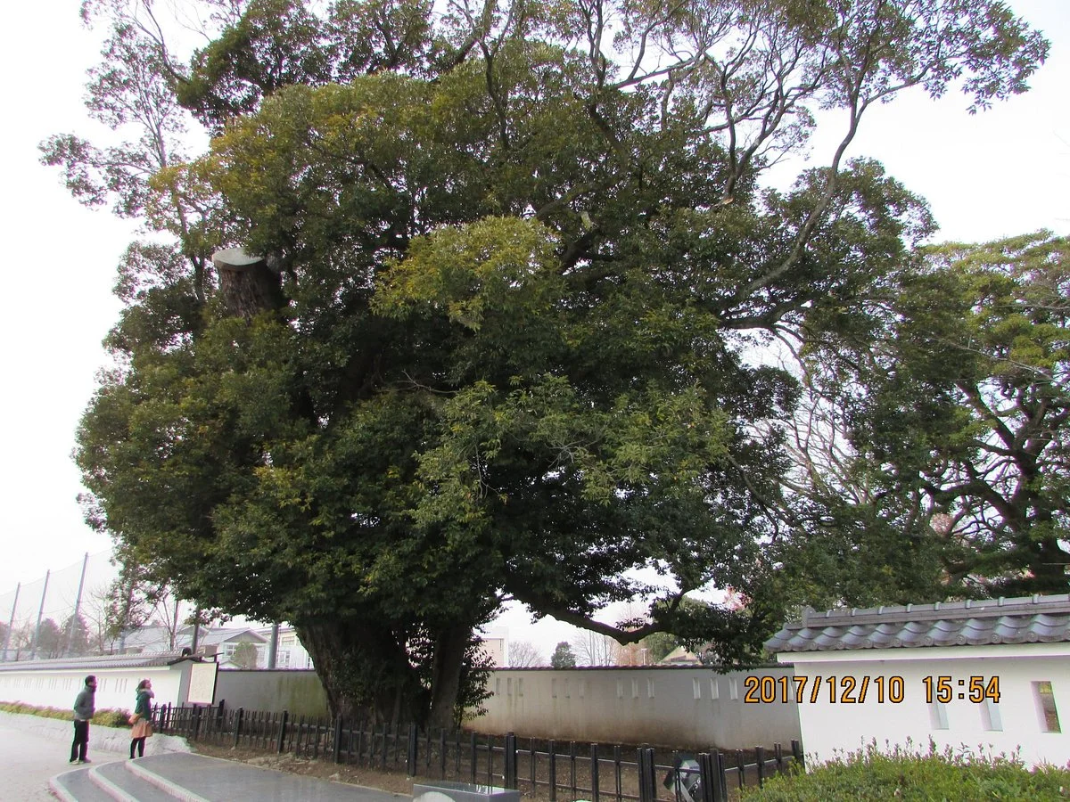Oshi Tree of Mito Castle Remains