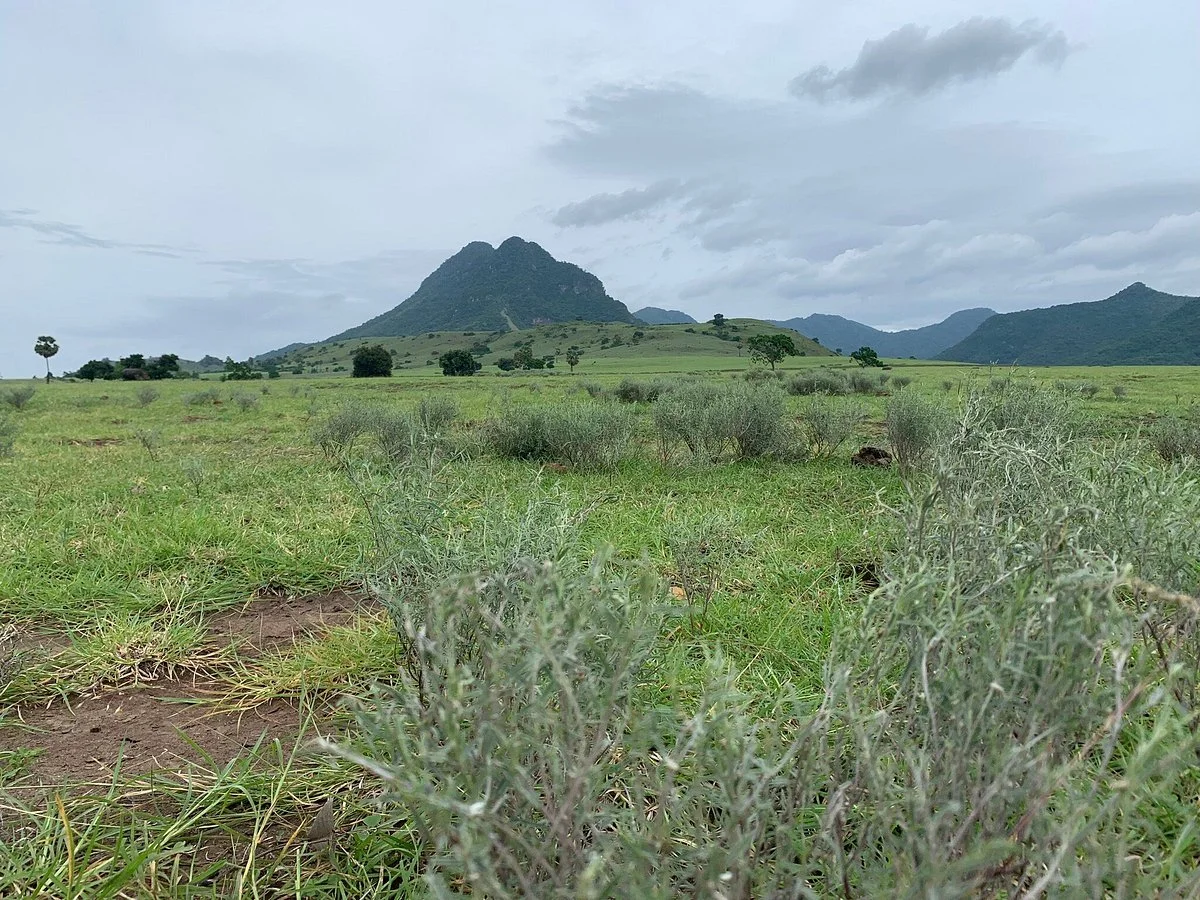 Savana Mausui