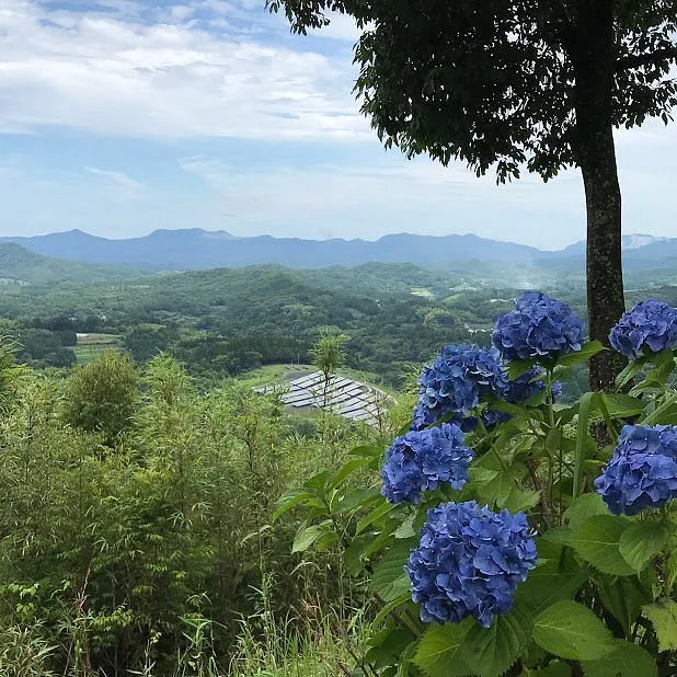 Otsuji Park Hydrangea Garden