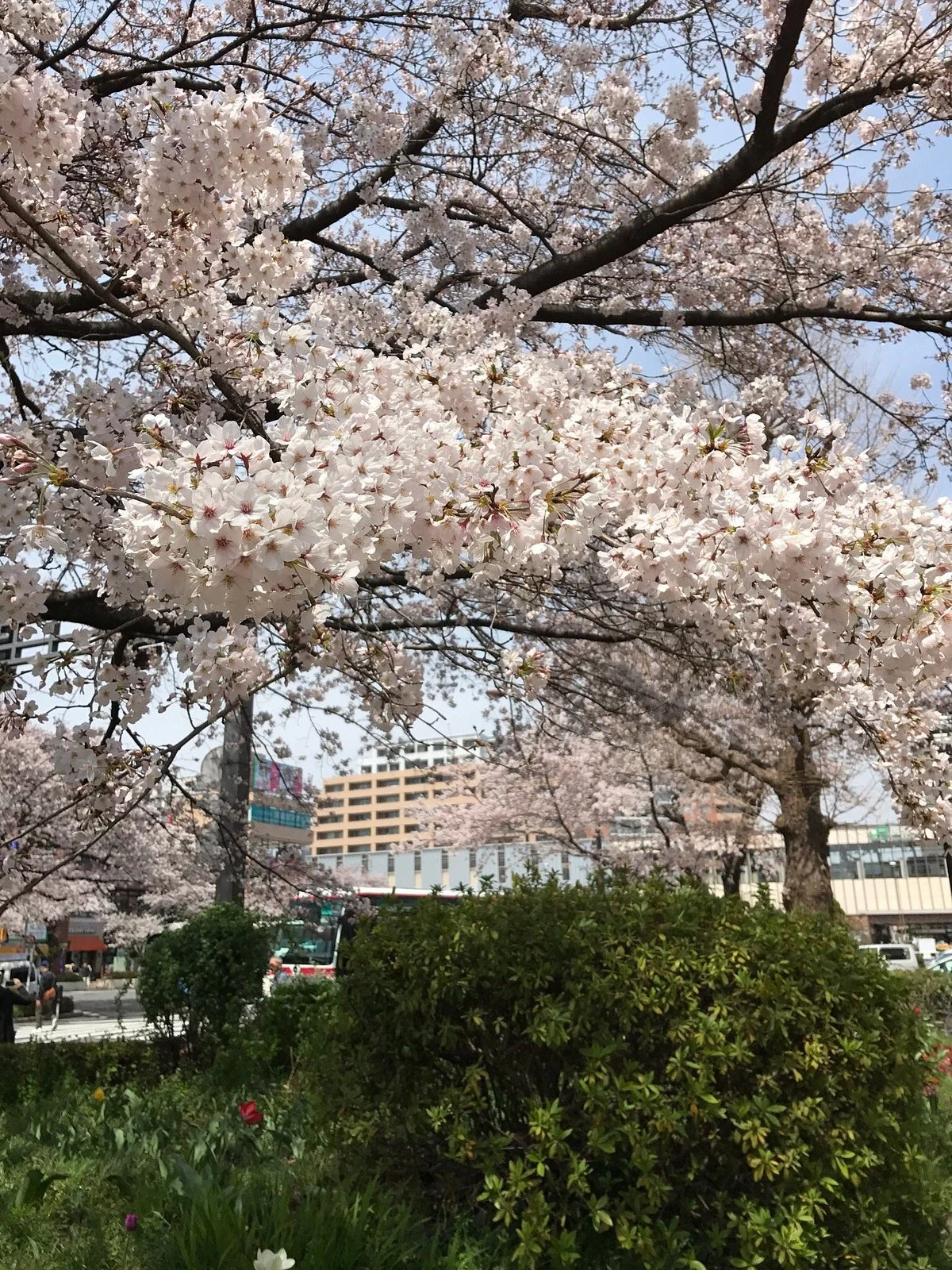 Daigakudori Street