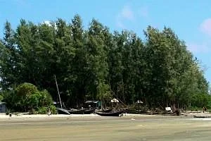Jhau Forest