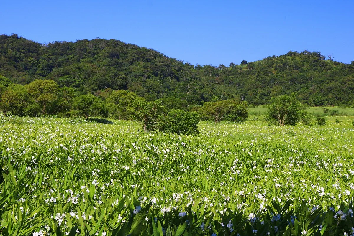 Dong Yuan Shuei Shang Plain