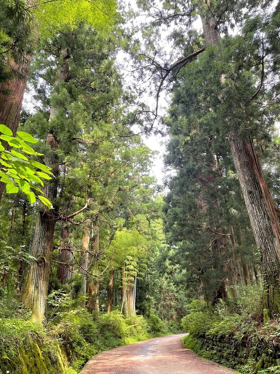 Suginamiki Park