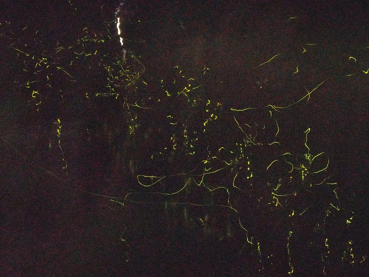 Unai Firefly Park