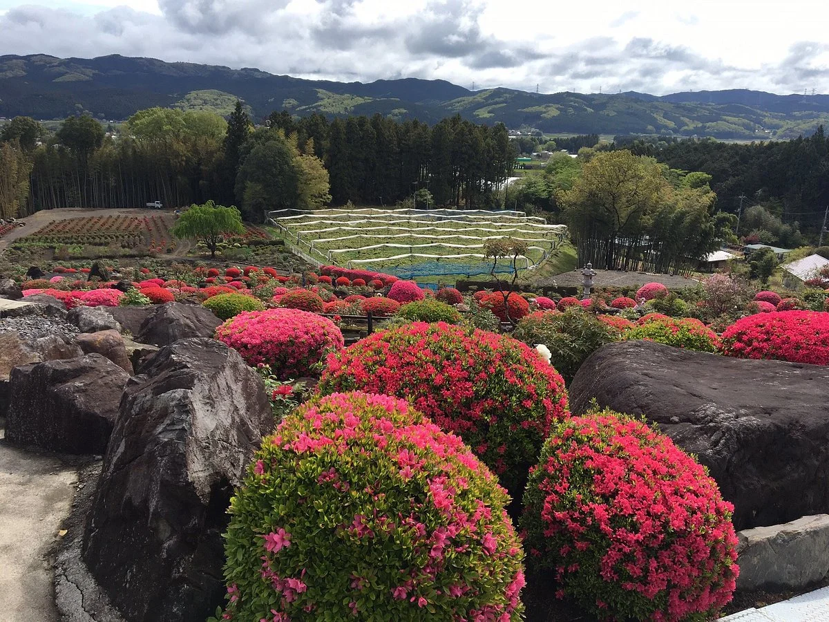 Fuji Button Garden