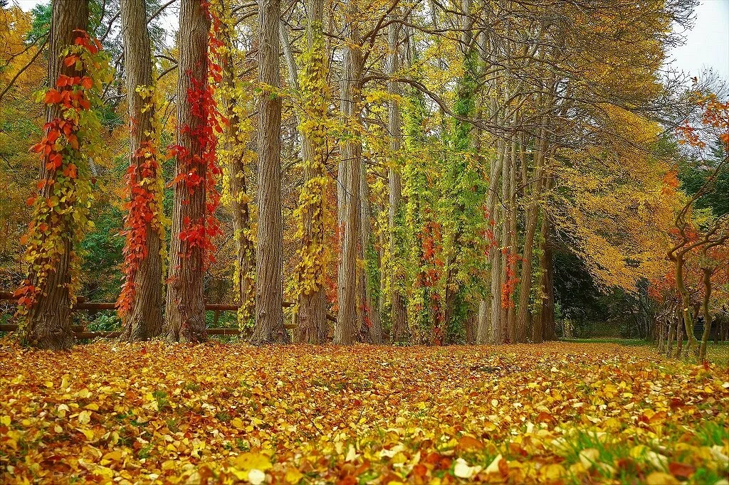 Makkarimura Arboretum