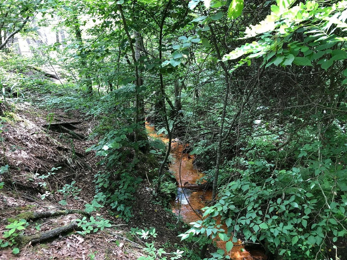 Sarugamori Hiba Maibotsu Forest