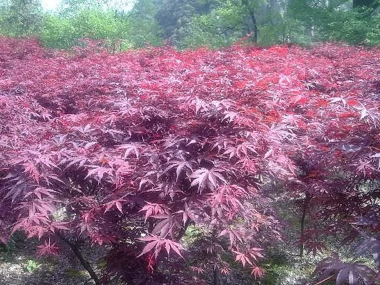 Danshanchishui