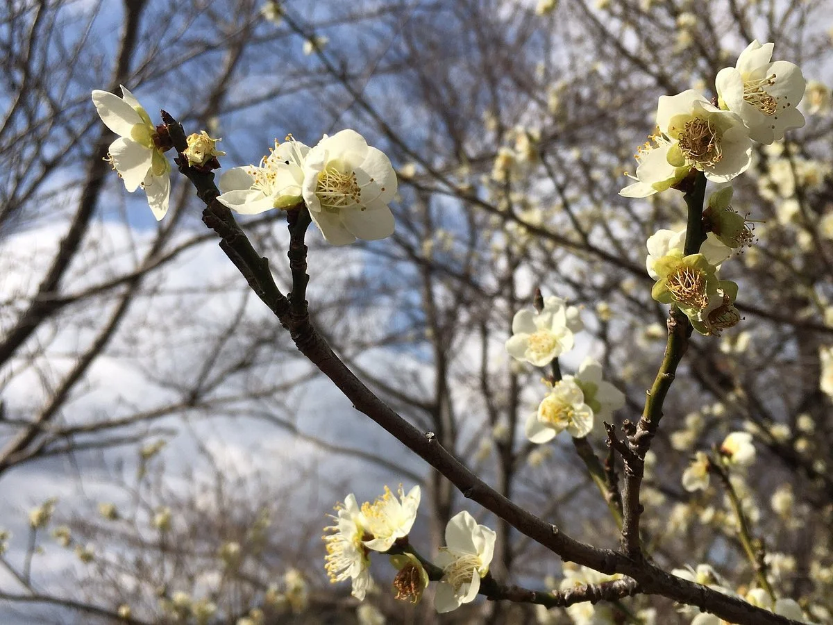 Okabe Kyoseki no Mori Park