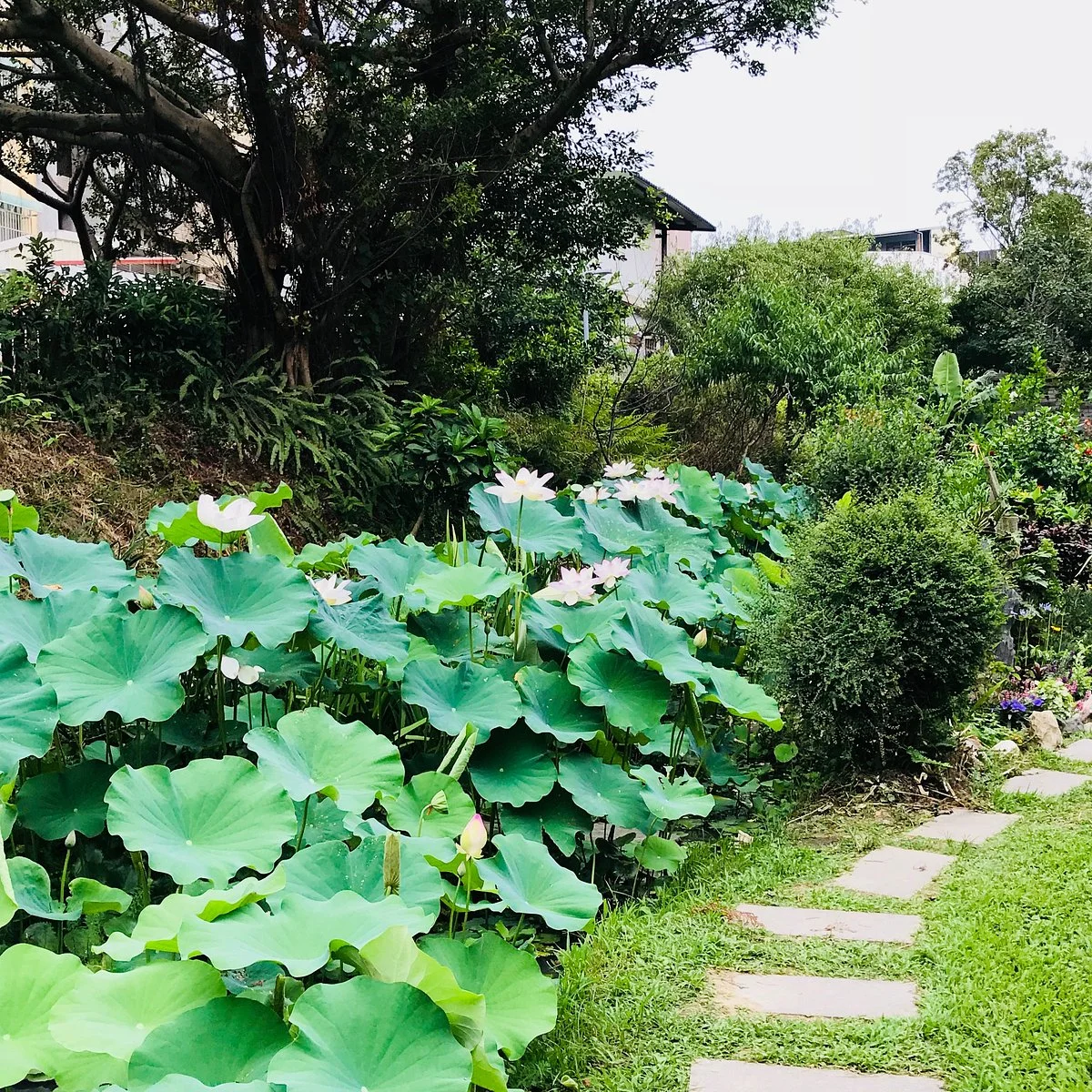 Dong Shan Wetland & Ecology Park